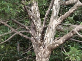 カゴノキ(樹皮)の写真