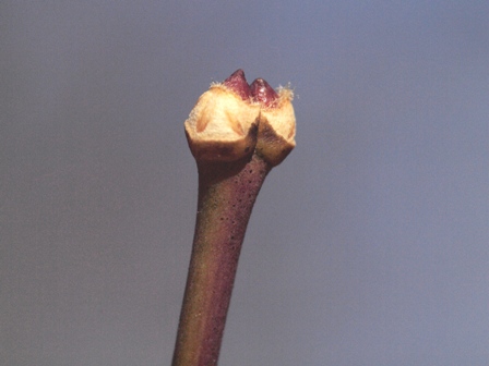 写真:オオモミジの冬芽と葉痕