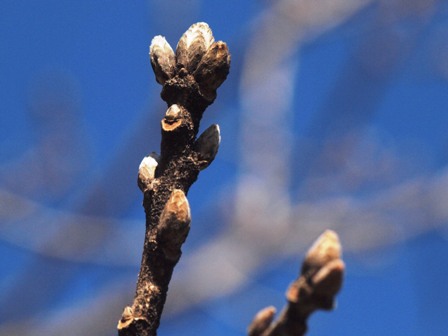 写真:カシワの冬芽と葉痕