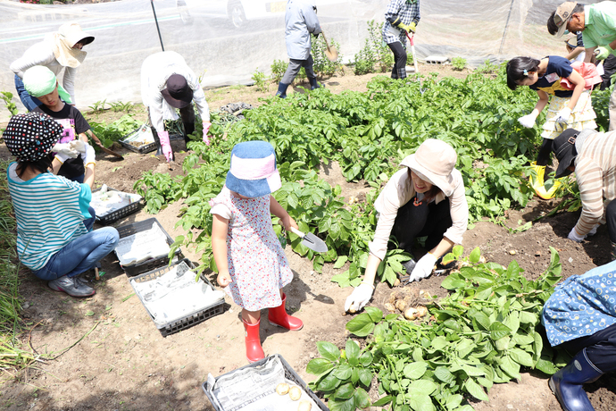 写真：ジャガイモの収穫を行う参加者たち