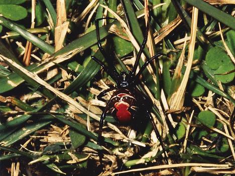 写真：セアカゴケグモの雌（写真提供：三重クモ談話会）