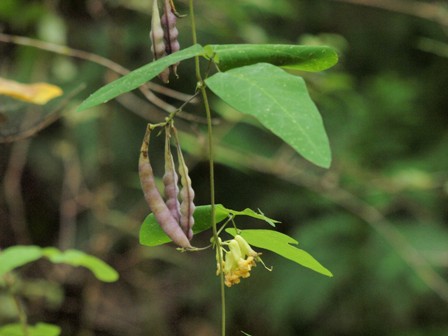 写真：ノササゲ（マメ科）