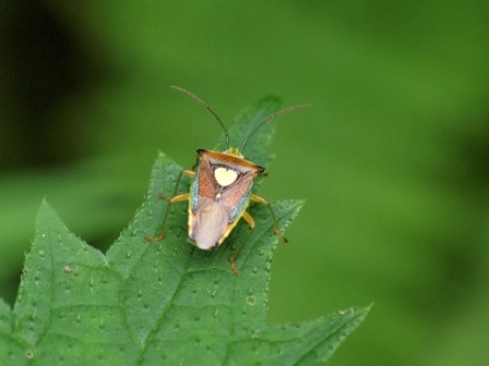 写真：エサキモンキツノカメムシ（ツノカメムシ科）