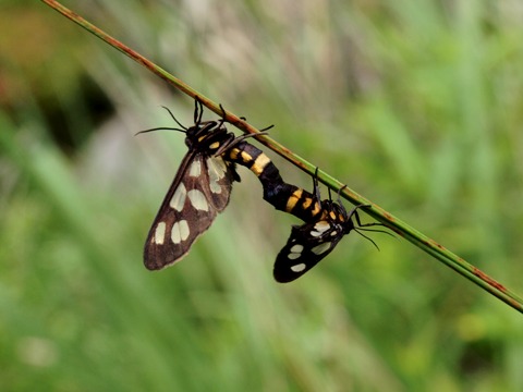 写真：カノコガ（ヒトリガ科）