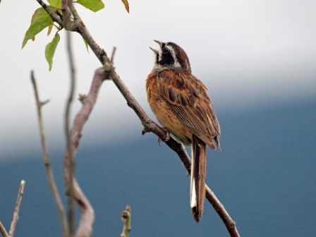 写真：ホオジロ（ホオジロ科）