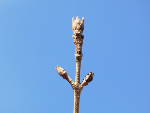 写真：ヤマトアオダモ（モクセイ科）冬芽