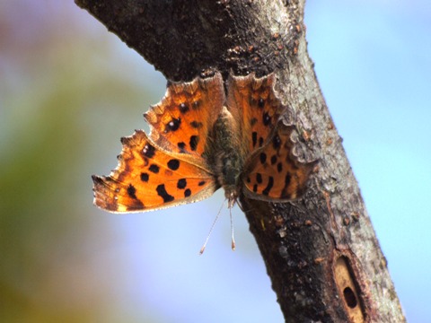 写真：キタテハ（タテハチョウ科）