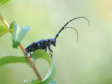 写真：ゴマダラカミキリ（カミキリムシ科）