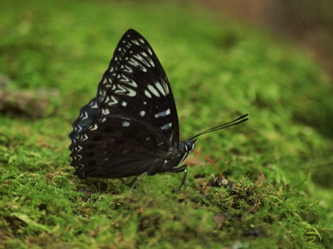 写真：スミナガシ（タテハチョウ科）