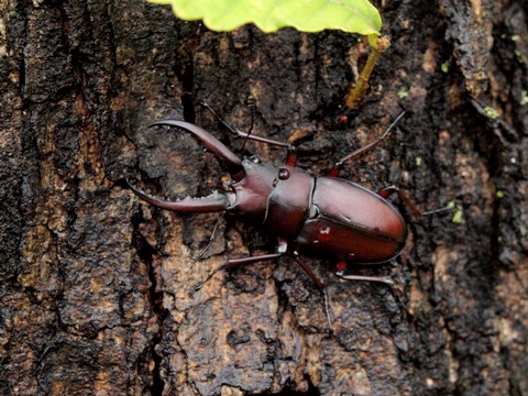 写真：ノコギリクワガタ・オス（クワガタムシ科）