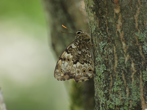 写真：サトキマダラヒカゲ（タテハチョウ科）