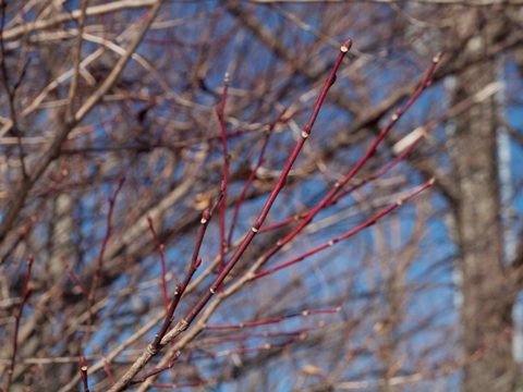 写真：ネジキ（ツツジ科）の冬芽と枝