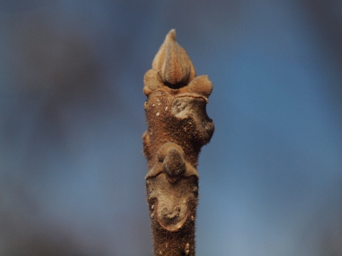 写真：オニグルミ（クルミ科）の冬芽