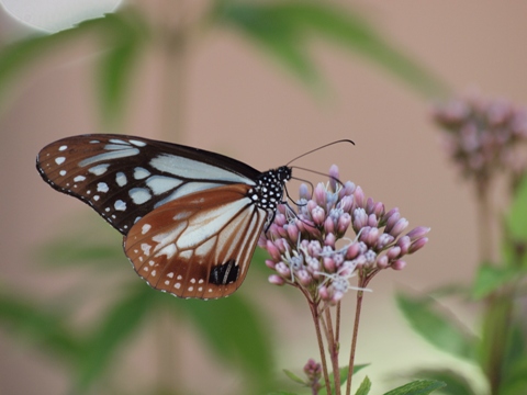 写真：アサギマダラ（タテハチョウ科マダラチョウ亜科）