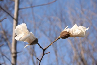 写真:タムシバ(モクレン科)