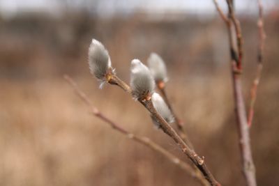 写真:ネコヤナギ(ヤナギ科)