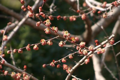 写真：フサザクラ（フサザクラ科）