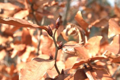 写真：ヤマコウバシ（クスノキ科）