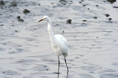 写真：ダイサギ（サギ科）