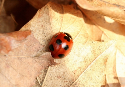 写真：ナナホシテントウ（テントウムシ科）