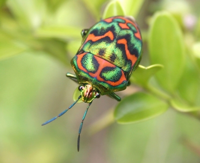 写真：ニシキキンカメムシ（キンカメムシ科）