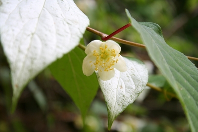 写真：マタタビ（マタタビ科）