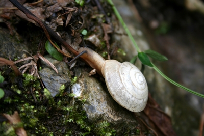 写真：カナマルマイマイ（ナンバマイマイ科）