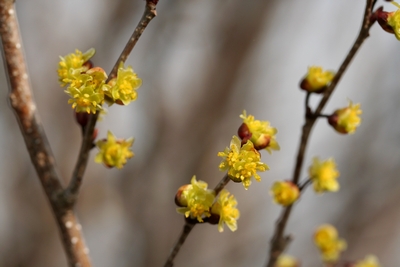 写真：シロモジ（雄花）【クスノキ科】