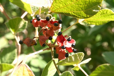 写真：タンキリマメ（マメ科）