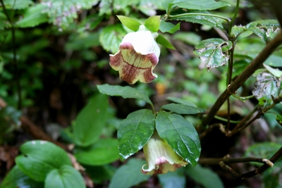 写真:ツルニンジン(キキョウ科)