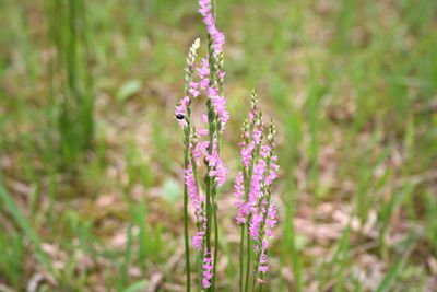 写真：ネジバナ（ラン科）