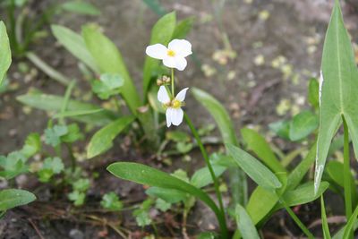 7月 ウリカワ