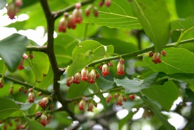 写真：リュウキュウマメガキ（雄花）（カキノキ科）