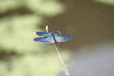 写真：チョウトンボ（トンボ科）