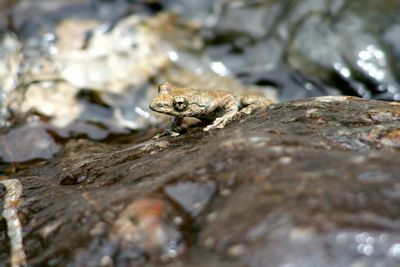 写真：カジカガエル（アオガエル科）