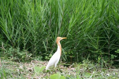 写真：アマサギ（サギ科）