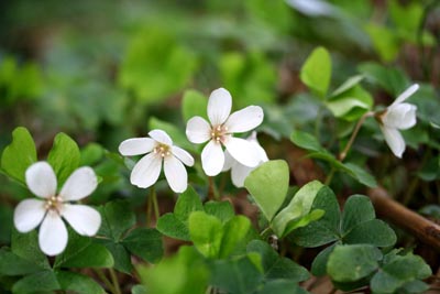 写真：ミヤマカタバミ（カタバミ科カタバミ属）