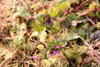 写真:ホトケノザ