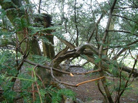 写真：寝榧の木