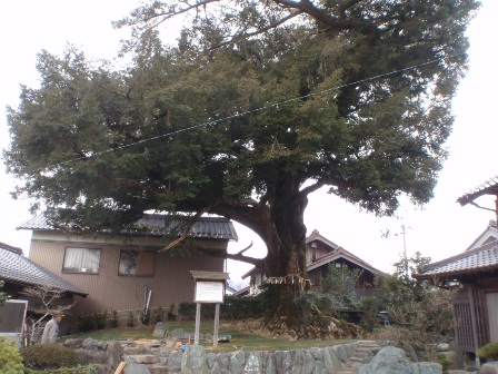 写真：大榧の木