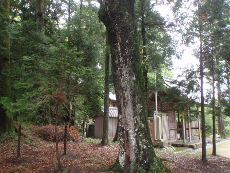 写真：石神社の社叢