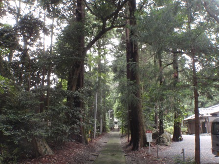 写真：石部神社の杉並木