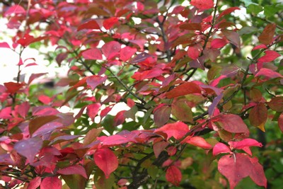 夏緑広葉樹林（落葉広葉樹林） シデ・モミジ林