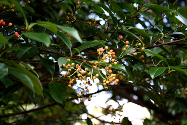 照葉樹林（常緑広葉樹林） シイ・カシ林