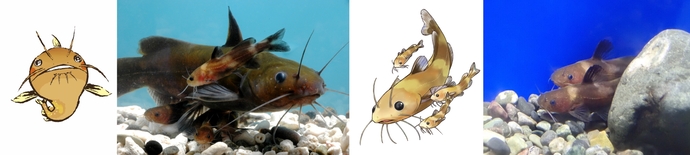 ネコギギの写真とイラスト