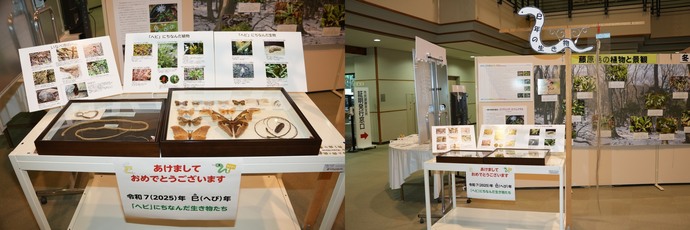 「ヘビにちなんだ生き物たち」の展示