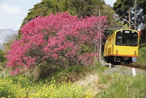 写真：北勢線の電車