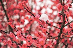 写真：梅の花