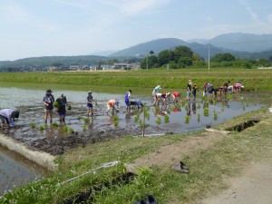 写真：田んぼにでて児童達が田植えをする様子