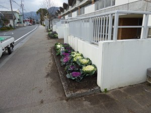 写真：ふれあい花壇に赤と白の葉ボタンを植えた様子